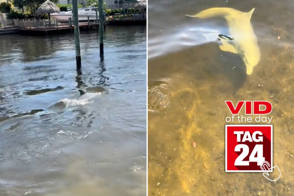 viral videos: Viral Video of the Day for March 11, 2025: Friendly dolphin swims up to meet locals