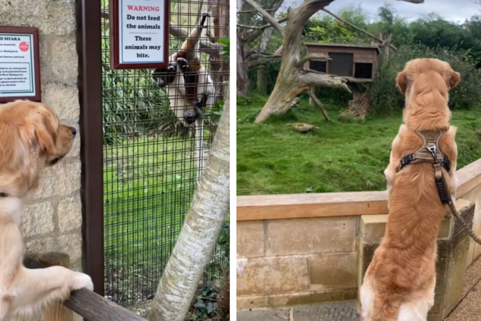 Hündchen Max war von den vielen unbekannten Lebewesen im Tierpark sichtlich erstaunt.