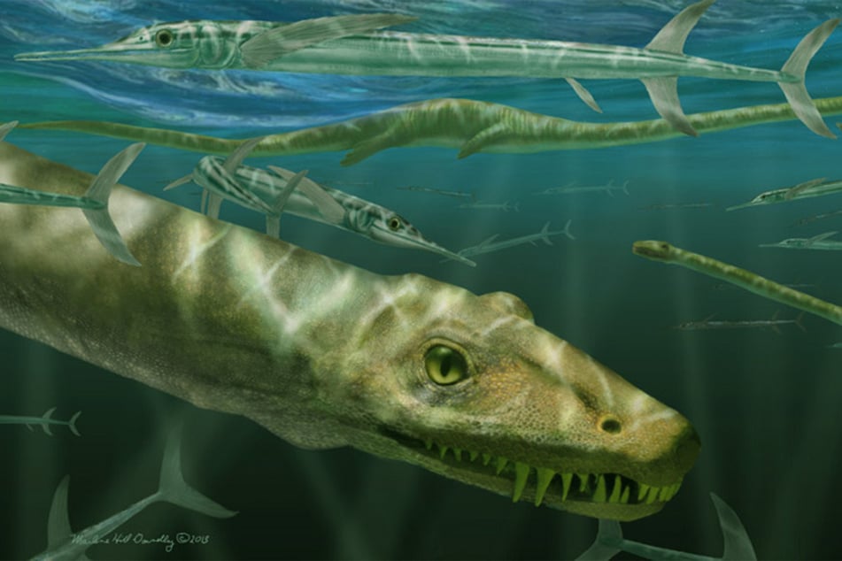 A restoration shows Dinocephalosaurus orientalis depicted among a shoal of the large, predatory actinopterygian fish Saurichthys.