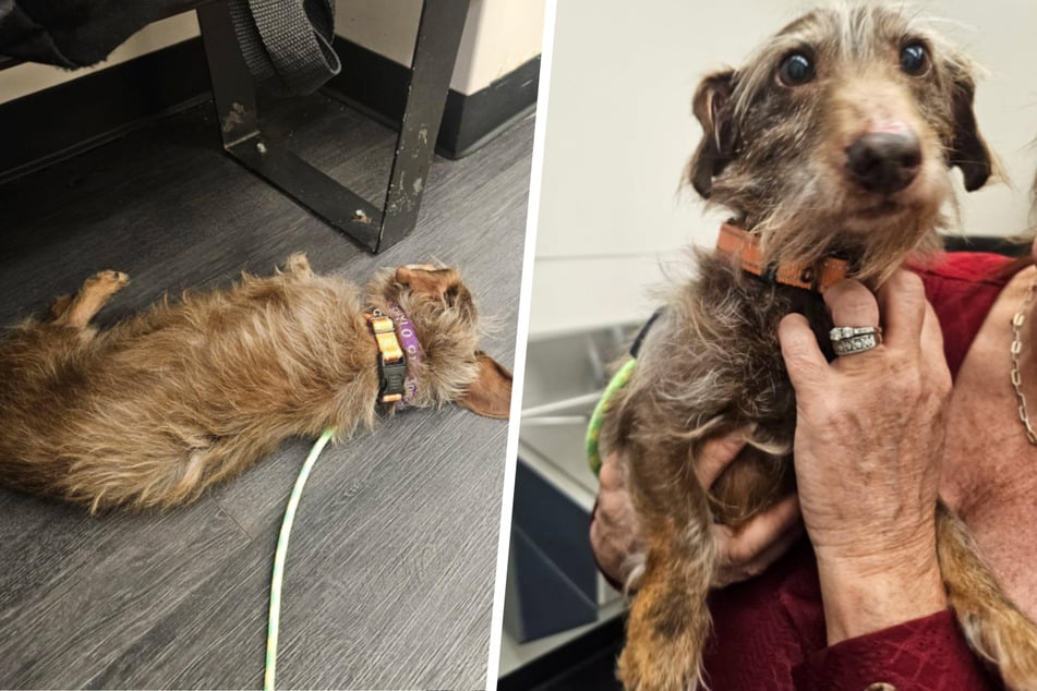 So eine lange Reise ist ganz schön anstrengend, immerhin ist Choco selbst mit seinen elf Jahren auch nicht mehr der Jüngste! Doch der Dachshund-Mischling war während des gesamten Fluges ein ganz tapferer Vierbeiner.