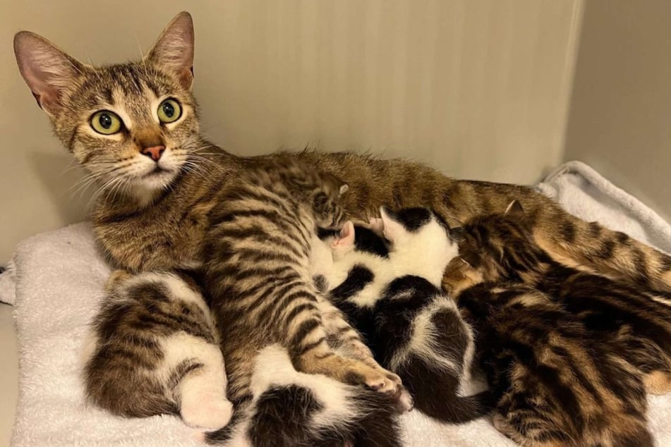 Die Katzen-Mama und ihre sieben Babys sind kürzlich ins Tierheim gezogen.