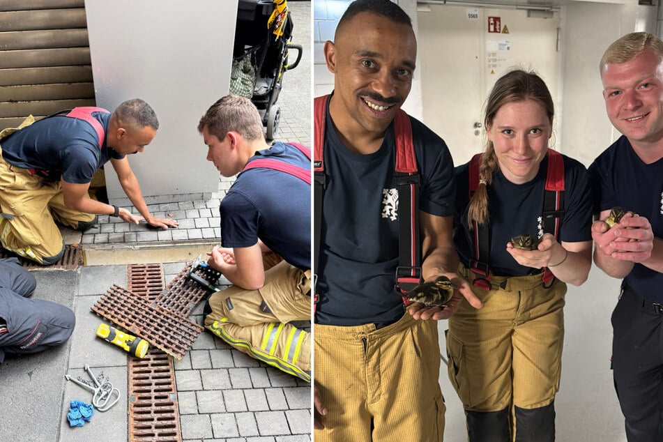 Die Entenküken saßen in einem Regenwasserfallrohr fest und wurden von der Feuerwehr gerettet.