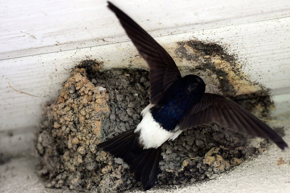Wer klaut denn sowas? Polizei rätselt über Diebstahl von Schwalbennestern