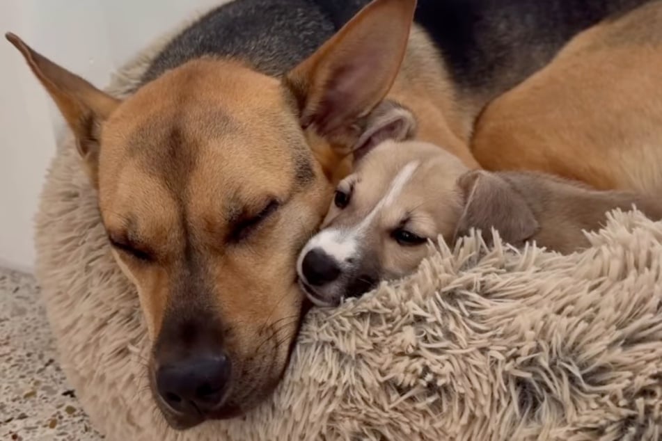 Happy End: Die Fellnasen kuscheln liebevoll miteinander.