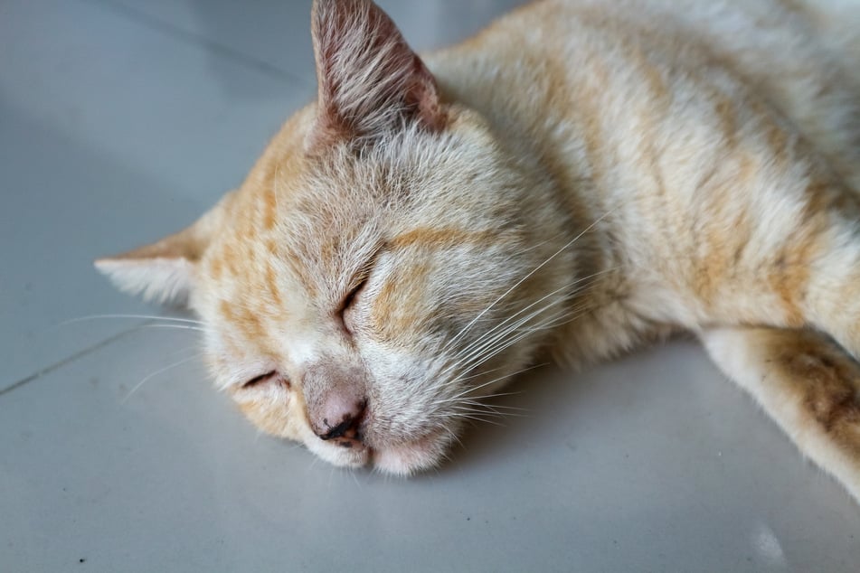 In den letzten Sterbephasen scheint die Katze mental kaum noch anwesend zu sein.