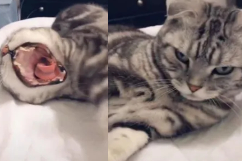 Mit diesem Kater ist nicht zu spaßen.