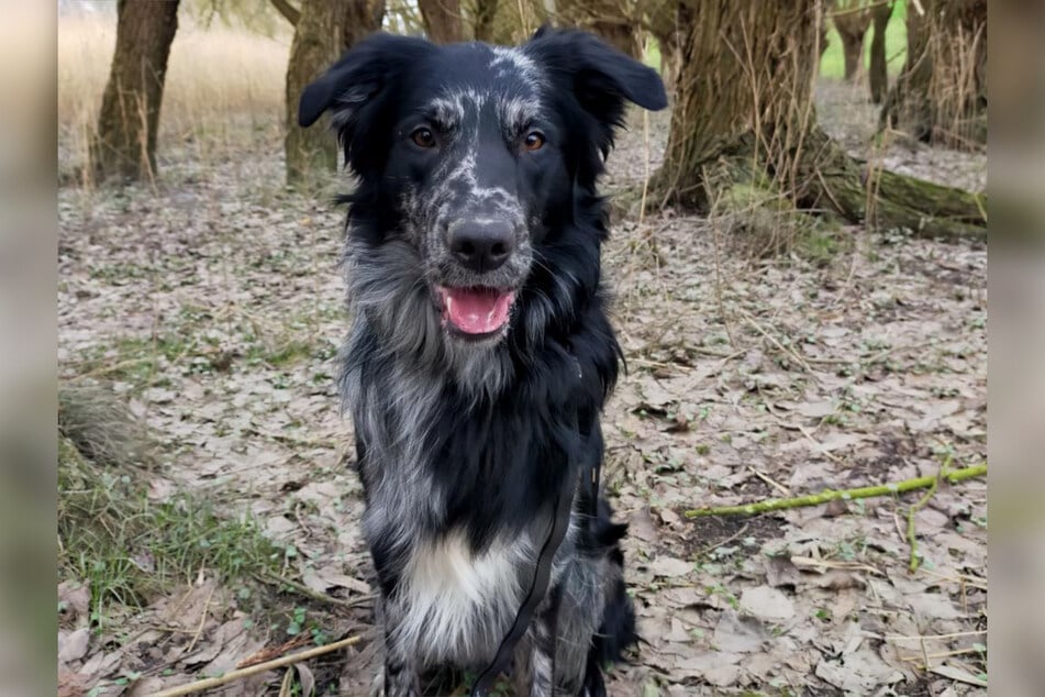 Fundhund Cujo aus dem Hamburger Tierheim sucht ein richtiges Zuhause.