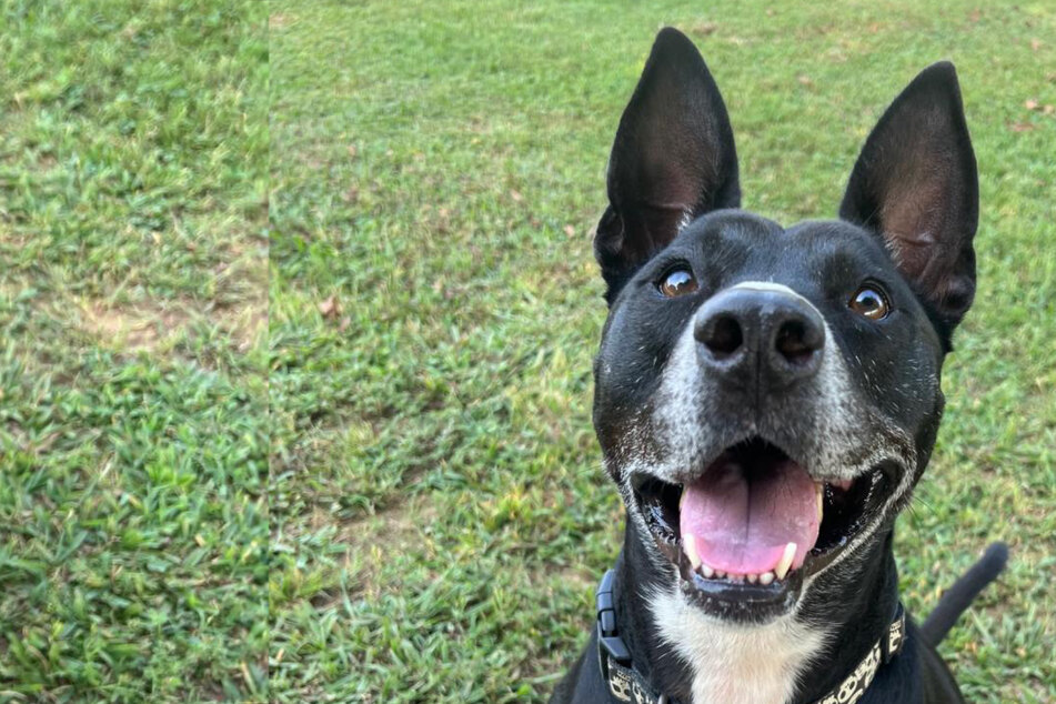 Down-on-his-luck dog still searching for forever home after over 600 days in shelter