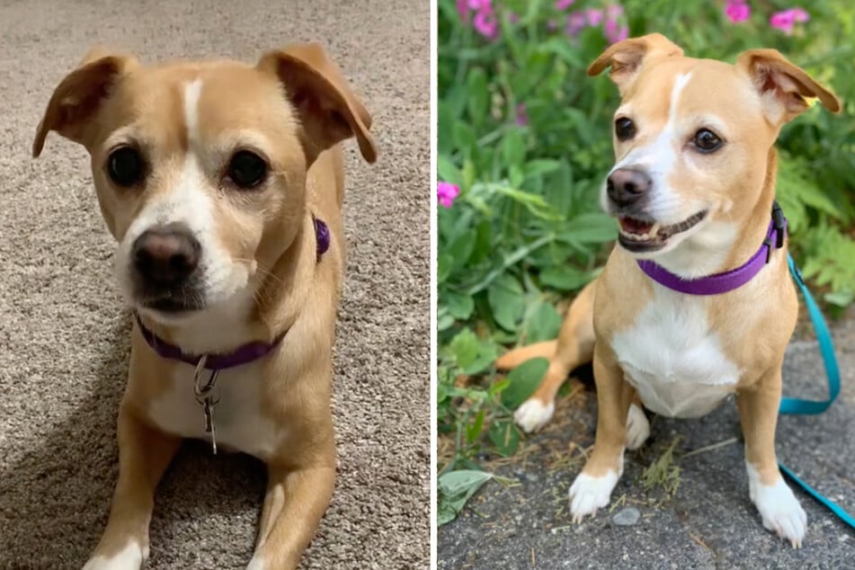 Pit bull and chihuahua mix gives a wink to the haters on TikTok