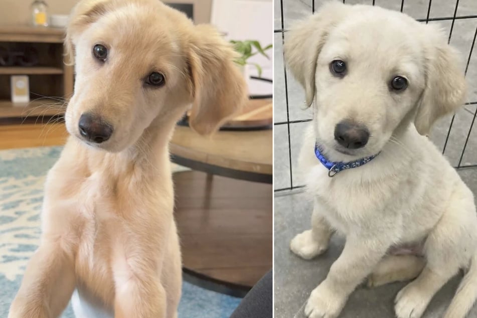 Ein Paar aus den USA hatte diesen süßen Vierbeiner adoptiert, der als weißer Golden Retriever ausgeschrieben war.
