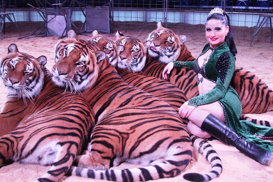 Tiger-Königin Carmen Zander mit fünf ihrer "Mäuse" im Dresdner Weihnachtszirkus 2014.