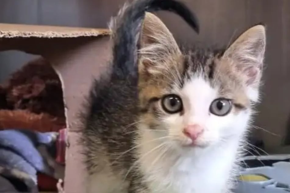 Kurt irrte einsam durch die Welt: Wer schenkt dem kleinen Kater ein Zuhause?