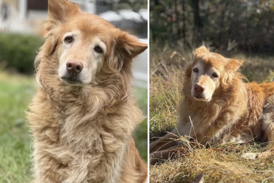 Der Golden-Retriever-Chow-Schäferhund-Mix verstarb vor wenigen Tagen im Alter von 15 Jahren.