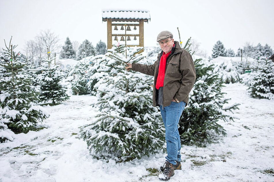 Im dicken Fichtendickicht: Ulrich Haberland (58) auf seiner Weihnachtsbaumplantage in Zschernitz bei Leipzig. Er hat diese Woche mit dem Verkauf begonnen.