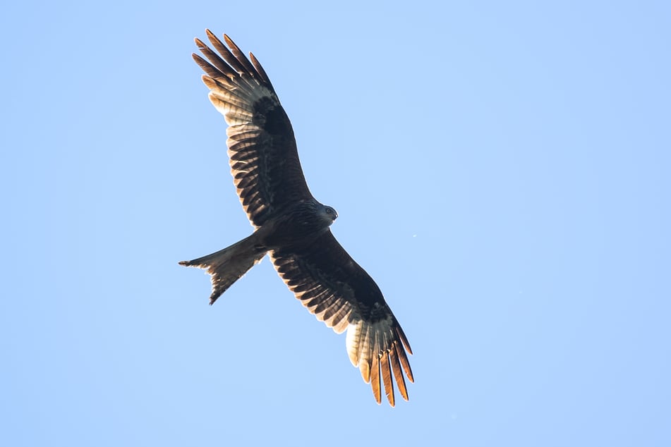 Am Zwenkauer See wurde ein toter Rotmilan gefunden. Es besteht der Verdacht, dass der Greifvogel an der Geflügelpest verendet ist. (Archiv)