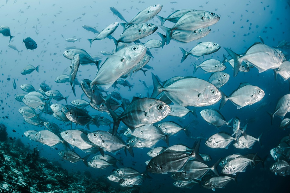 The researchers said they found "striking" similarities between these features in Anatolepis and vertebrate fish from around 465 million years ago – as well as some modern fish.