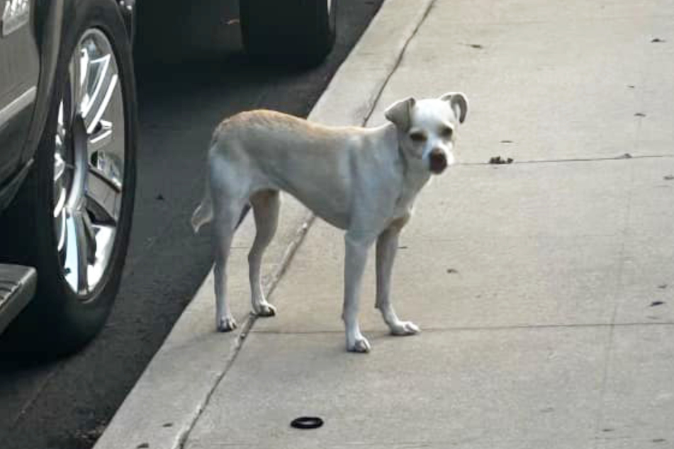 The dog stood waiting in the same spot after her owners tossed her from a truck.