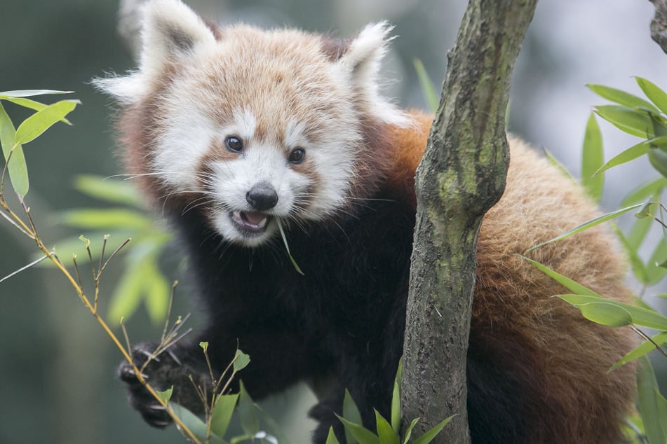 Damit Zootiere - wie der beliebte Rote Panda - Silvester ohne Stress überstehen, bittet der Zoo-Chef um Spenden statt Böller.