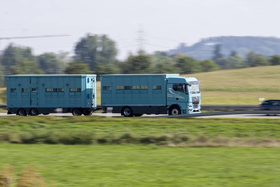 In Sachsen gibt es kaum mehr Schlachthöfe. Die Tiere müssen deshalb über längere Strecken transportiert werden.