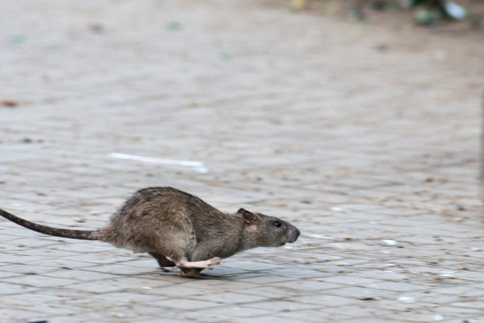 Sogar Ratten sind in besagten Studentenwohnheimen gesichtet worden. (Symbolbild)