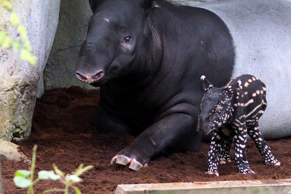 Zoo Leipzig: Süßer Schabracken-Tapir erblickt Licht der Welt