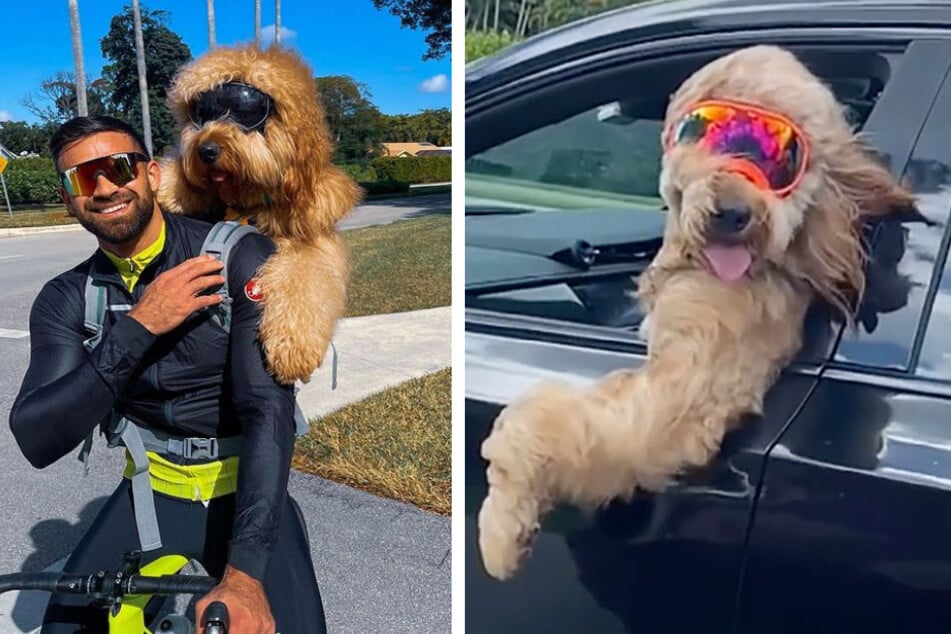 Is this the coolest pooch in the world? Man and his dog go on amazing adventures together