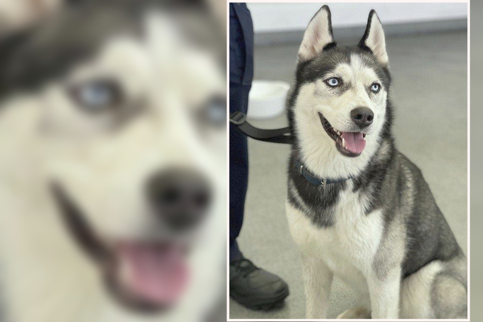 Nach der Auslesung des Chips und mithilfe von sozialen Medien konnte der Besitzer der Husky-Hündin ausfindig gemacht werden.