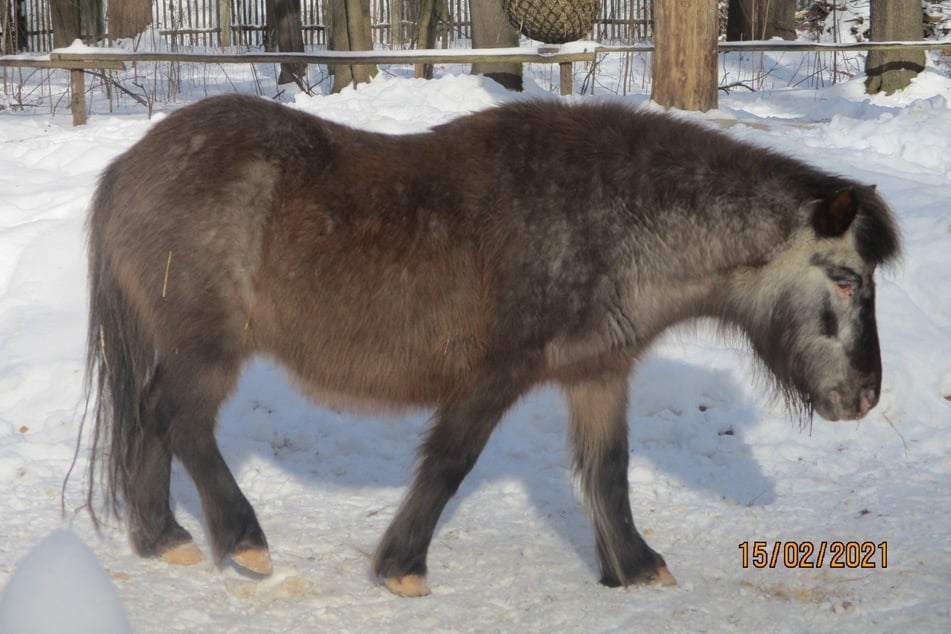Shetland-Pony Moni (34) wurde Ende September zu Tode gefoltert.
