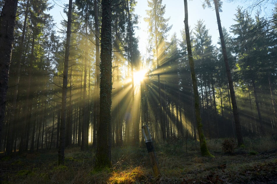 In einem Mannheimer Wald lag eine tote Frau. Jetzt ermittelt die Polizei. (Symbolfoto)