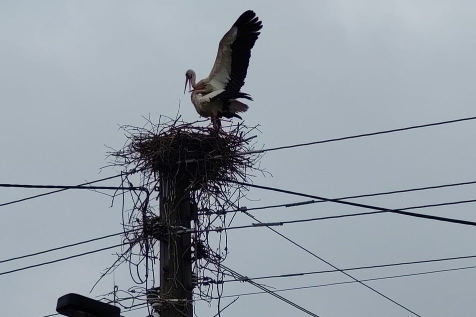 Hier war Nachwuchs schon "in Arbeit".