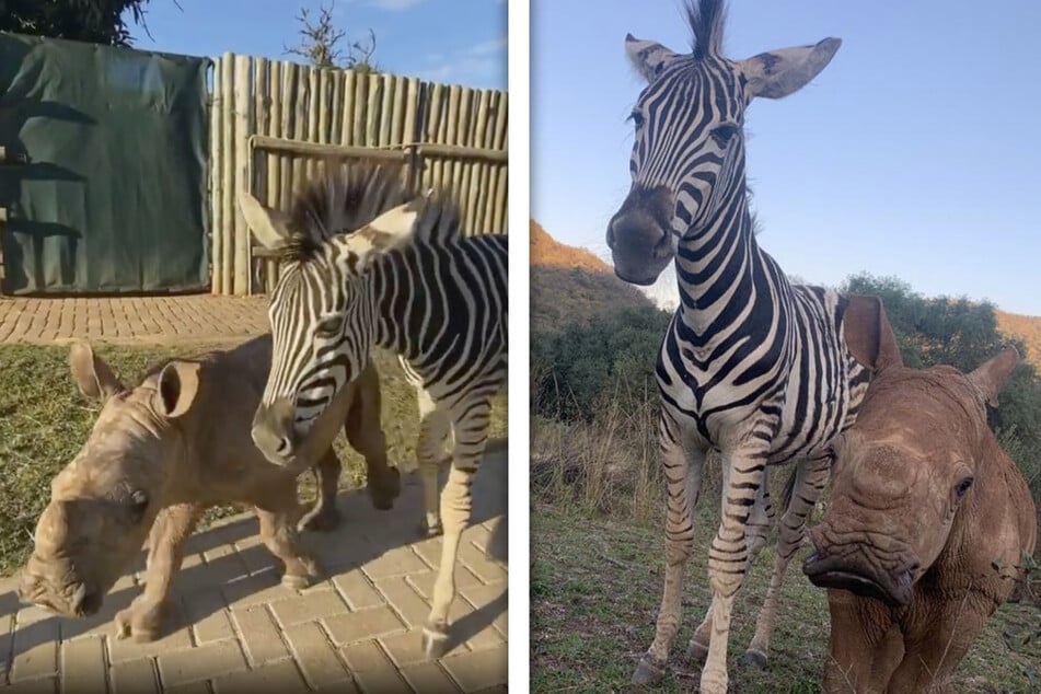 Beste Freunde mit stundenlangem Kuscheln: Zebra nimmt elternloses Nashornbaby auf