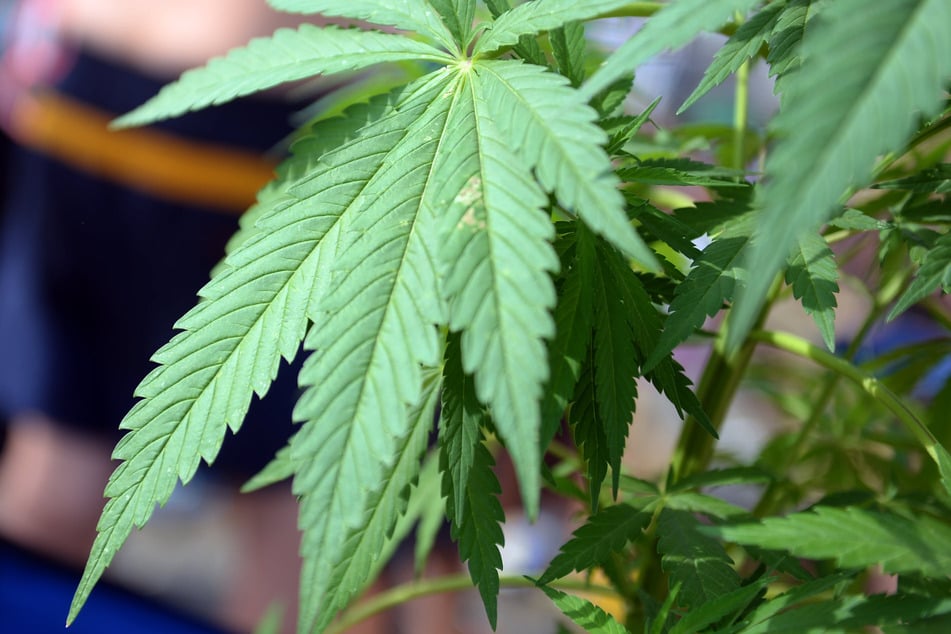 Ein Mann in Aschersleben hatte mehrere Cannabispflanzen angebaut. (Symbolbild)
