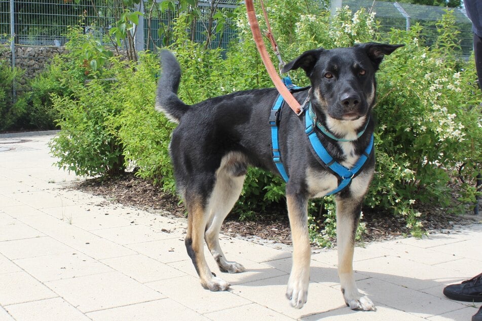 Mischling Ricky sucht Halter, die sich mit anspruchsvollen Hunden auskennen.