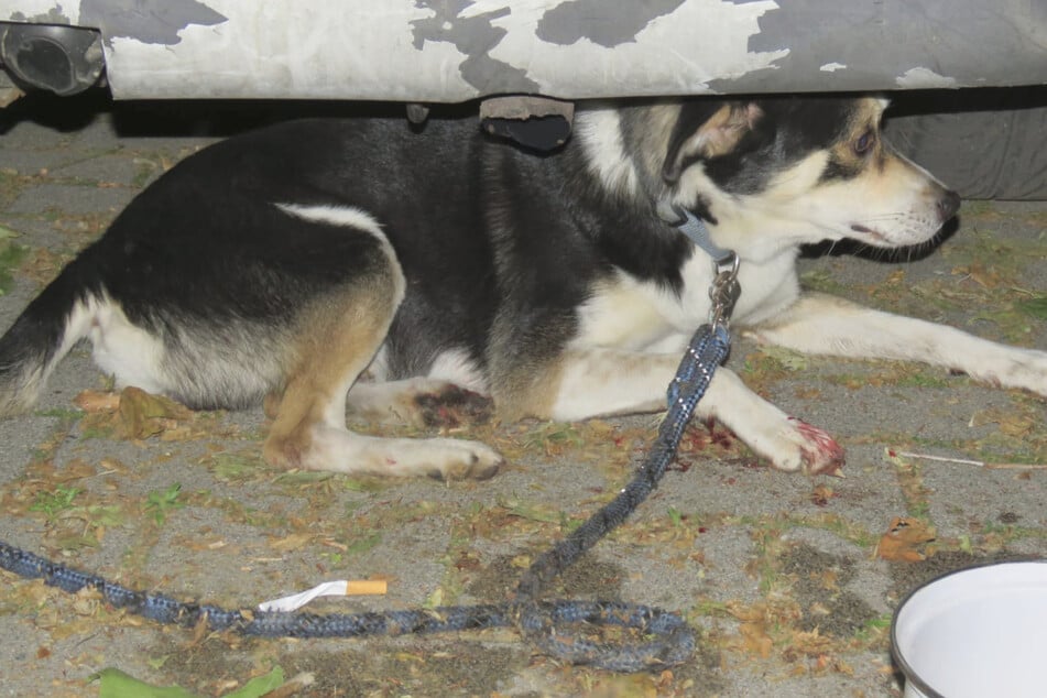 Ein Foto, das einem Tränen in die Augen treibt: Der verletzte Hund liegt ängstlich unter dem Mercedes der Tierquäler.