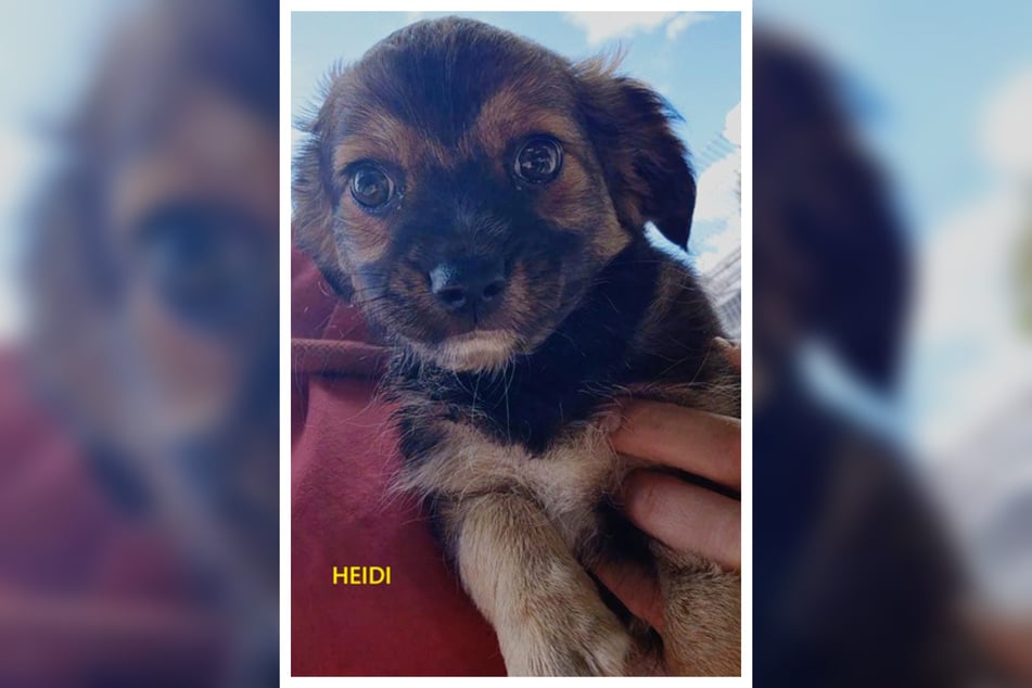 Heidi está deseando conocer la vida fuera del refugio de animales junto a sus nuevas personas.