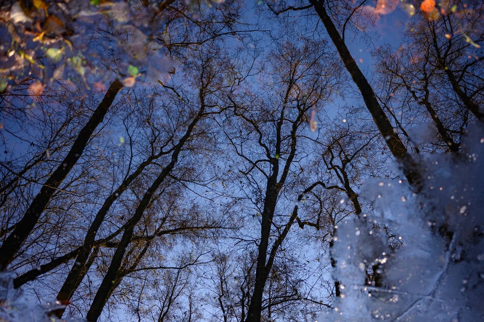 Behörden entdeckten das vermisste Mädchen in einem Wald im US-Bundesstaat Louisiana. (Symbolfoto)