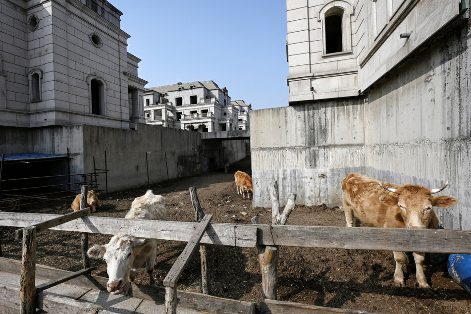 Zwischen den Rohbauten der Luxus-Siedlung haben Rinder ein neues Zuhause gefunden.