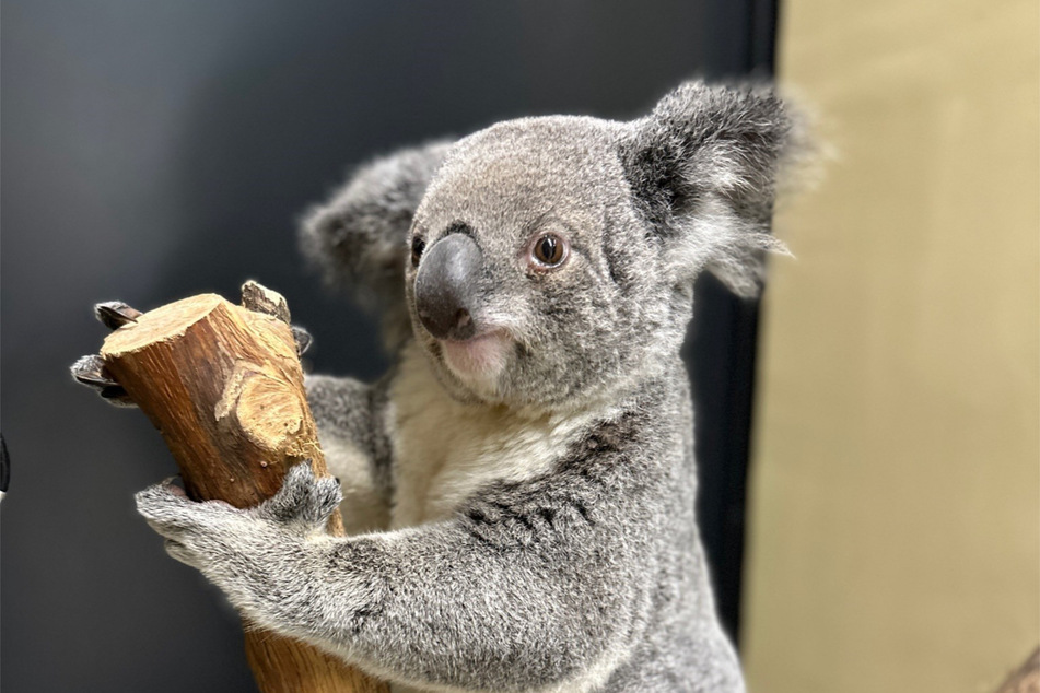 Die Koalas fressen auch die Eukalyptusblätter, die die Wilhelma aus einer Gärtnerei in Leipzig bekommt.