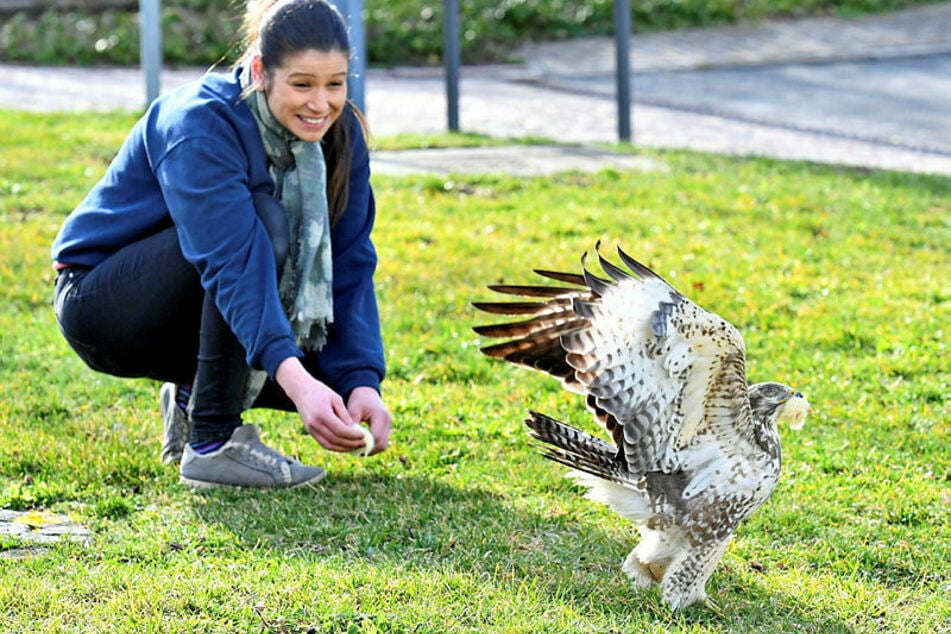 Kam zu seiner Pflegerin zurück: Saskia Keller (36) füttert einen Einäugigen in der Dresdner Wildvogelauffangstation.