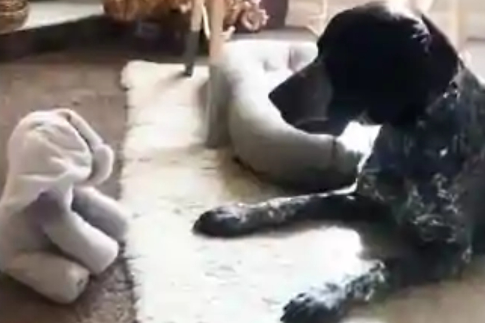 The dog seems fine with the stuffed animal – until it starts moving.