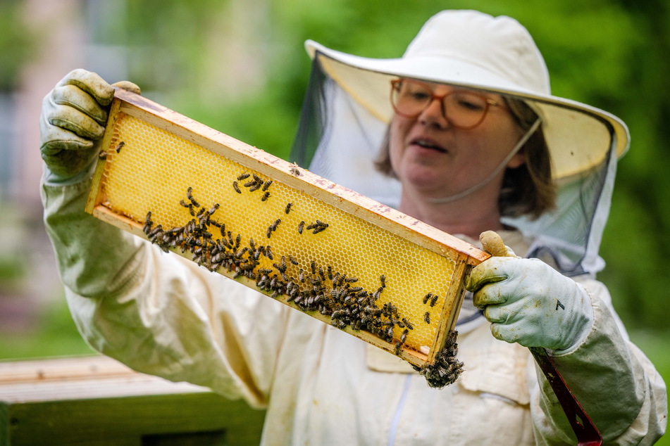 Imkerverein-Chefin Sabine Petri (59) aus Chemnitz begutachtet in Imker-Schutzkleidung volle Bienenwaben. Auch in Chemnitz nahmen die Honigbienen-Standorte zu.