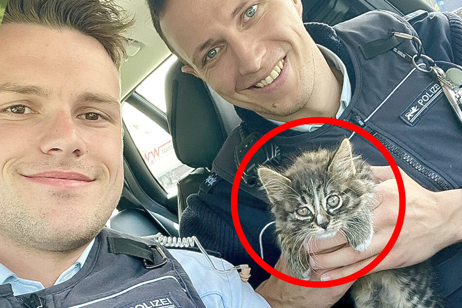 Es kauerte auf der A5! Polizisten retten winziges Katzenbaby von Autobahn