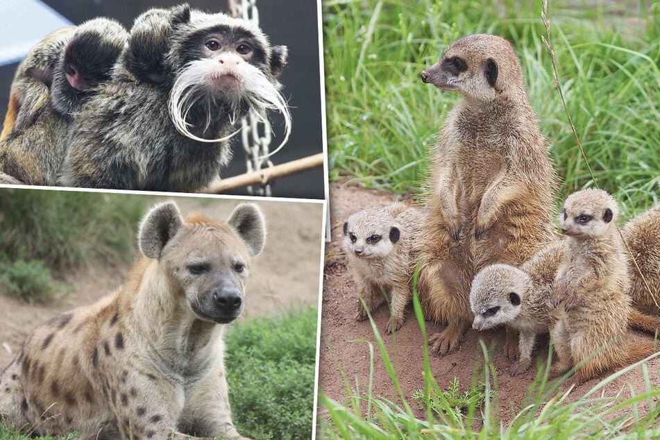 Späte Bescherung: So freuen sich Leipzigs Zootiere über Eure Geschenke