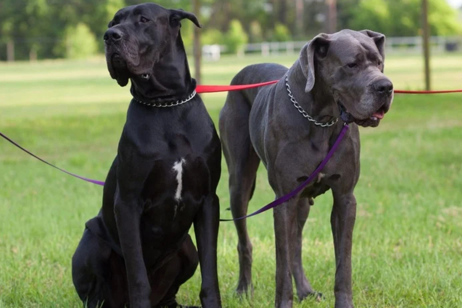 Eigentlich gelten Deutsche Doggen als freundliche und umgängliche Hunde. (Symbolbild)