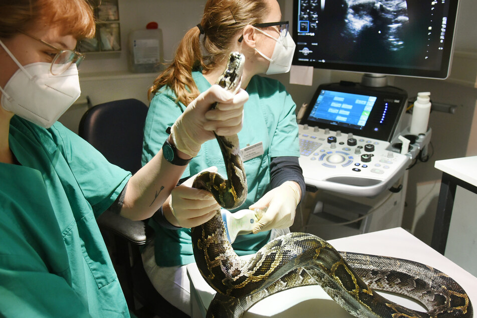 Tierärztin Anett Breiting (r.) und Praktikantin Clara Sophie Kiesewette machen einen Ultraschall.