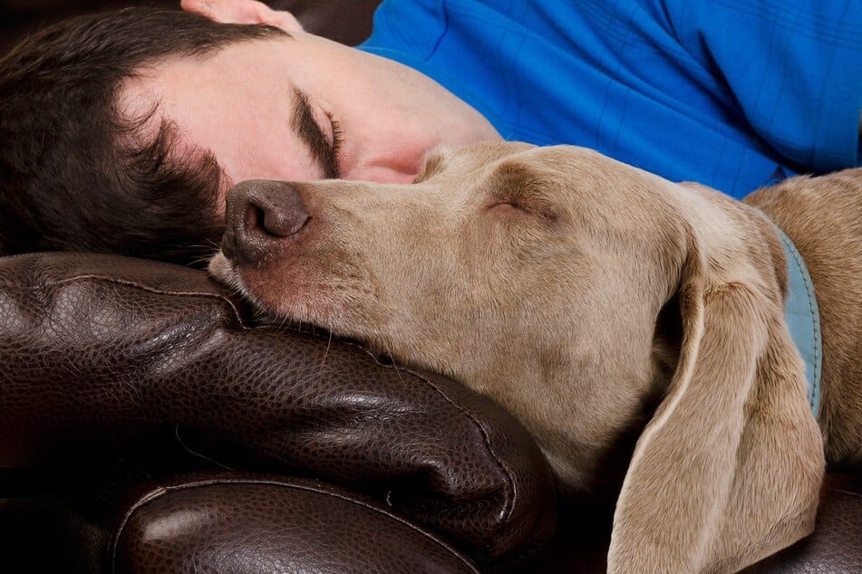 Bekämpft man die Ursache für die Unruhe beim Hund, kann das für mehr Entspannung sorgen.
