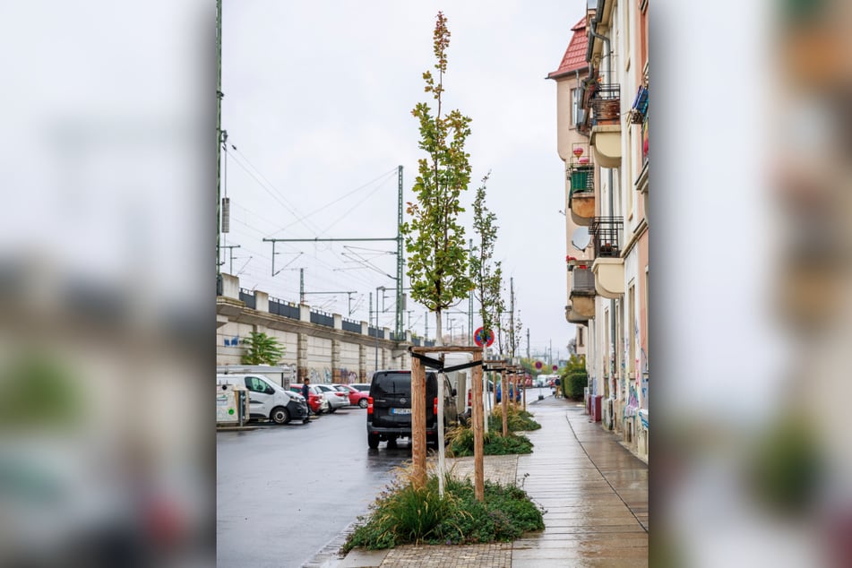 13.700 Euro kostete die Pflanzung dieser Säulen-Eiche auf der Riesaer Straße.