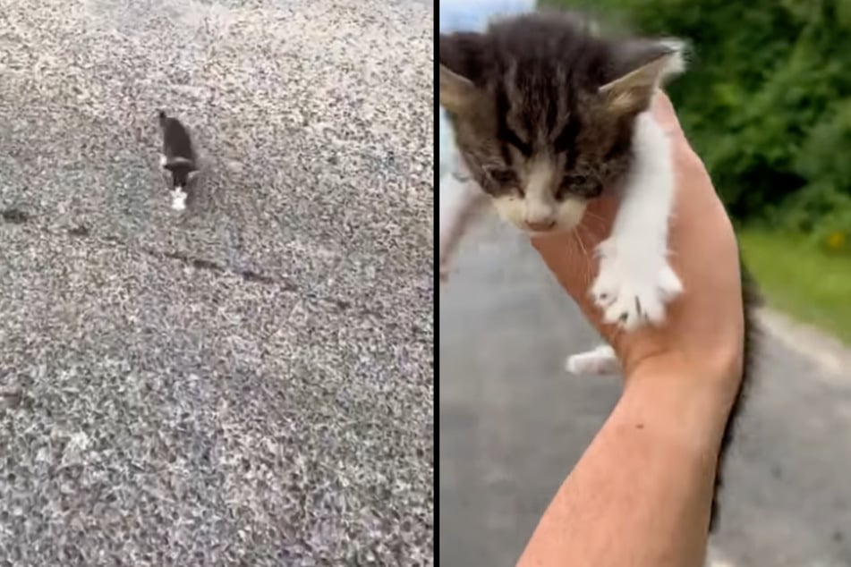 Dieses süßes Kätzchen wollte Robert von der Straße retten.