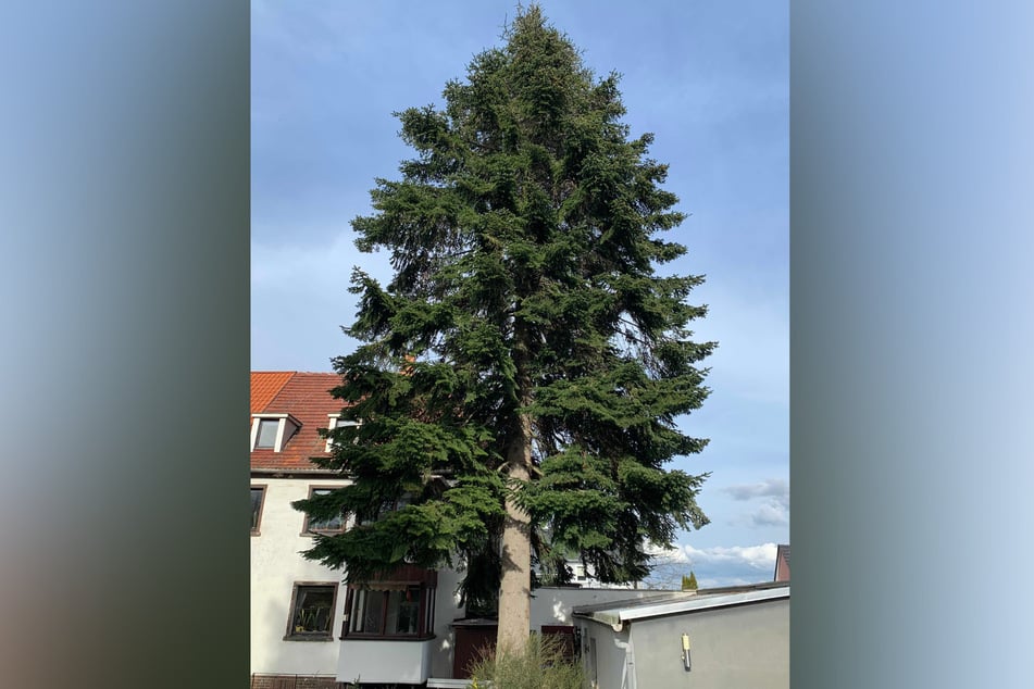 Noch steht die japanische Tanne auf einem Privatgrundstück in Altfranken.