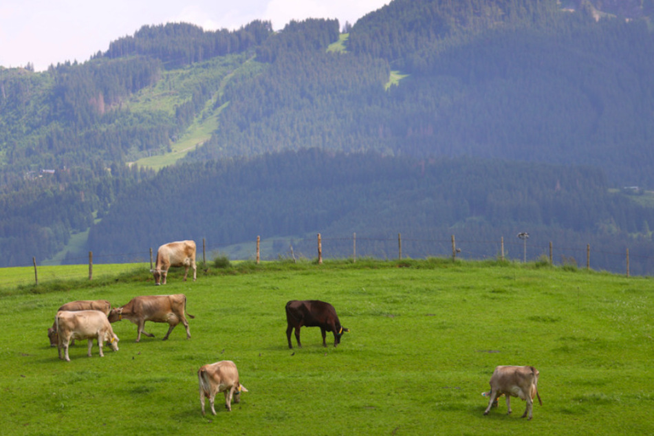 Nach Angaben des Almwirtschaftlichen Vereins Oberbayern und des Alpwirtschaftlichen Vereins im Allgäu verbringen mehr als 50.000 Rinder den Sommer in den Bergen.